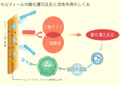 イラスト セルフィールの酸化還元反応と活性作用のしくみ